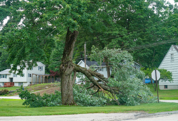 How Our Tree Care Process Works  in  Fern Park, FL